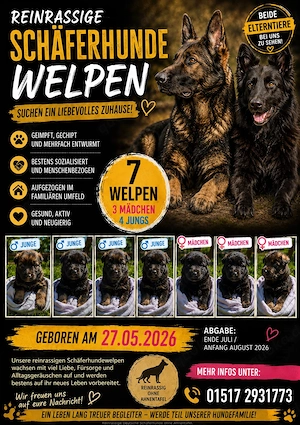 Deutscher Schäferhund-Welpen aus liebevoller aufzucht