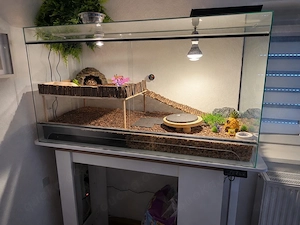 Griechische Landschildkröten