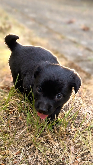 Hundewelpen