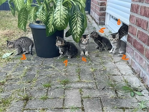 BKH Mix Kitten 