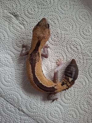 Afrikanischer Fettschwanzgecko aus 2025