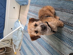 Penny, kleine Mischlingshündin, braucht ein Zuhause 