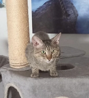 Reinrassiger Sphynx - Deckkater