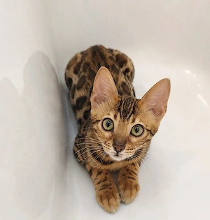 Bengal Kitten Bengalkatze Brown Rosetted