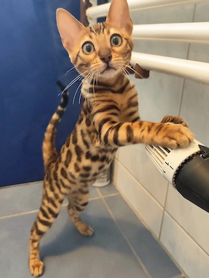 Bengal Kitten Bengalkatze Brown Rosetted