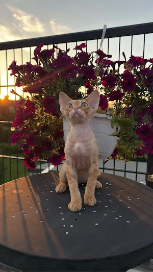 Junge Devon Rex