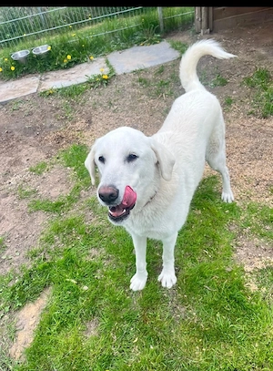 Lily sucht Ihre Herzmenschen