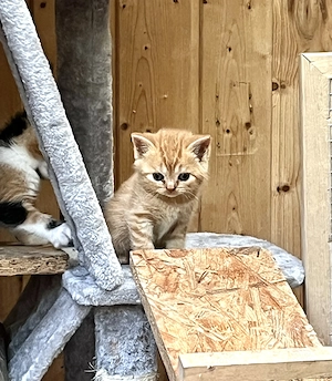 Bkh Kitten, reinrassig und zutraulich 