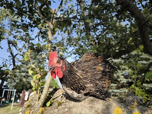 maran mix Junghahn  Huhn  Hühner 