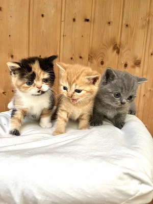 Bkh Kitten, reinrassig und zutraulich 