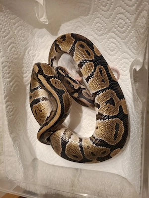 5 Königspythons zur Abgabe  Bild 4