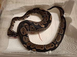 5 Königsphythons zur Abgabe