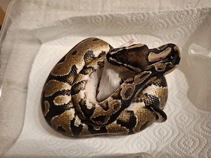 5 Königspythons zur Abgabe  Bild 2