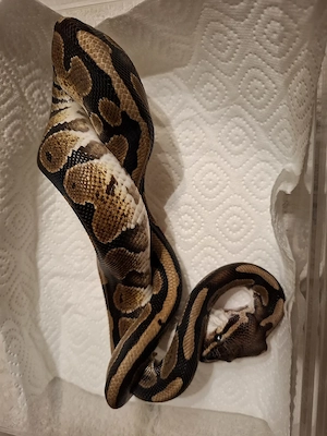 5 Königspythons zur Abgabe  Bild 3