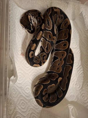 5 Königspythons zur Abgabe  Bild 5
