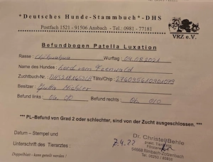 Langhaar Chihuahua zu verkaufen