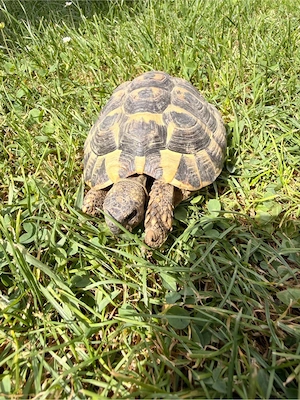 Griechische Landschildkröte