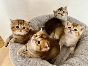 Bkh Kitten mit grünen Augen