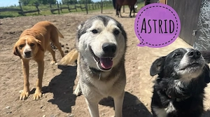 Astrid, liebe, bezaubernde, verträgliche und katzenfreundliche Husky Mix Hündin