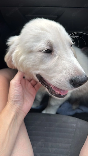 Golden Retriever Welpe