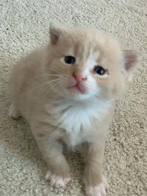 Maine Coon   Russisch blau Kitten Kätzchen