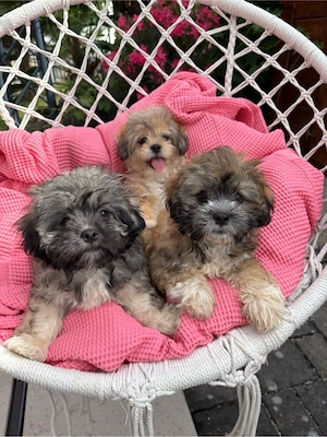 3 Shih-Tzu-Mix-Welpen suchen ein liebevolles Zuhause