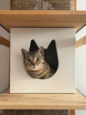 Einzelkatze Nova sucht neues Zuhause