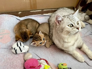 2 BKH Kitten (Geschwister) zu haben!