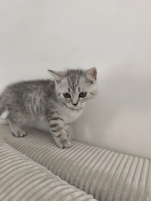 Britisch Kurzhaar Kitten 