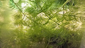 Aquariumpflanze Hornkraut