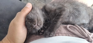 Wunderschöne BKH Katzenbabys