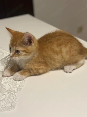 3 BKH Mix Kitten abzugeben