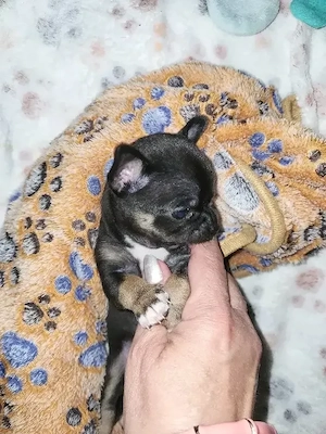 Chihuahua    Mini