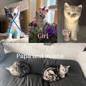 BKH kitten 