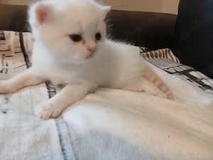 bkh Kitten 