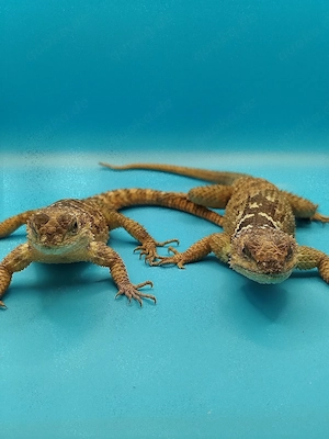 1.1 Sceloporus cyanogenys | Blauer Stachelleguan