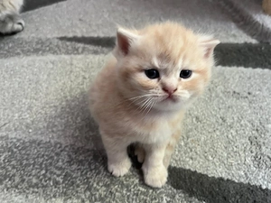 bkh Britisch Kurzhaar Kitten 
