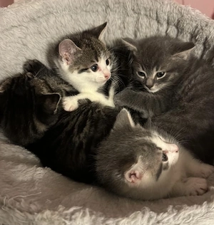 Babykatzen suchen ob sofort zuhause Bkh mix