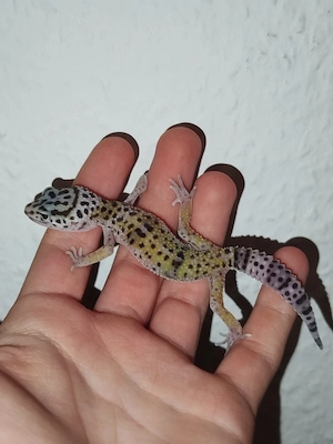 Leopardgecko Nachzuchten 2026