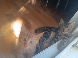 Babykatzen abzugeben 