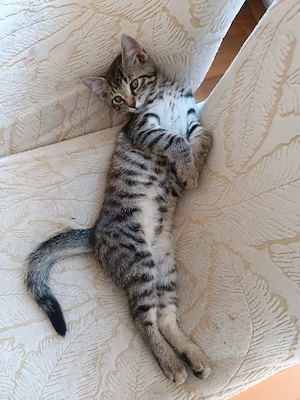Eine Babykatze Kater abzugeben