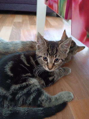 Babykatzen abzugeben 