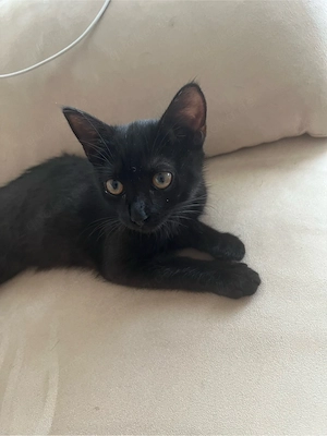 Europäische Katze