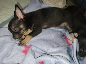 Chihuahua Mini Rüde 