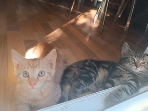 Babykatzen abzugeben 