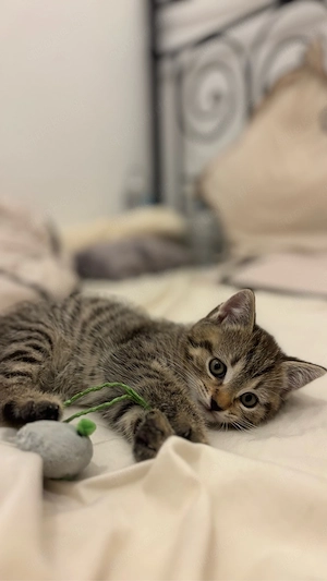    Süße Tabby-Kätzchen abzugeben
