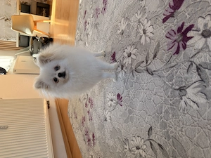 Zwergspitz (Pomeranian)   Reinweiß, sehr lieb und verspielt