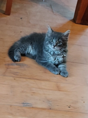 Kitten in liebevolle Hände abzugeben