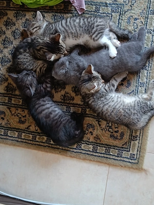 Britisch kurzhaarige Kitten, BKH Mischling: Mutter BKH Lilac Farbe, Fater BKH Mitteleurepeisch Bild 7
