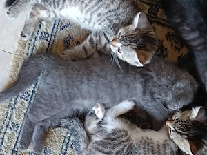 Britisch kurzhaarige Kitten, BKH Mischling: Mutter BKH Lilac Farbe, Fater BKH Mitteleurepeisch Bild 10